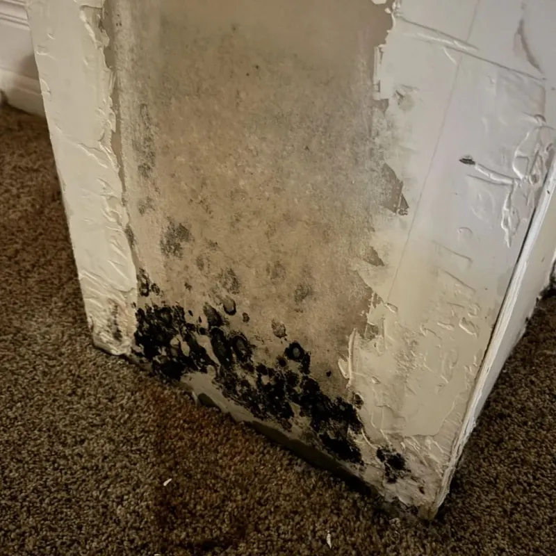 Professional Mold Removal in Ingram, TX